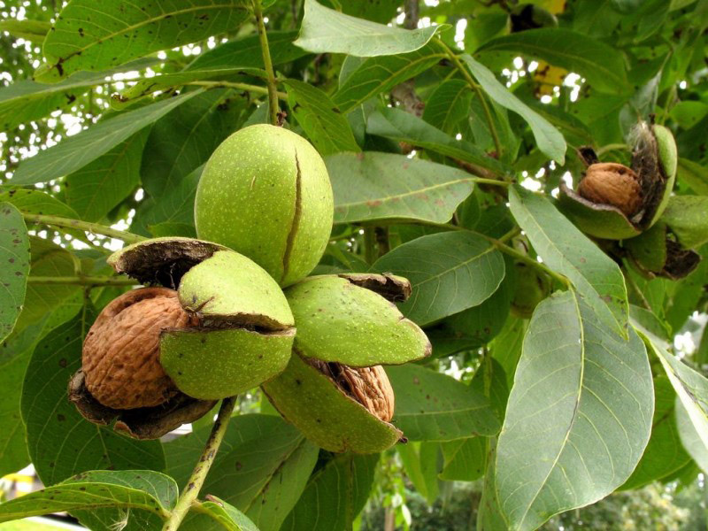 Грецкий орех купить саженцы из питомника {2}